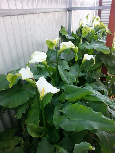 Addies Place Goolwa - Accommodation Brisbane 11