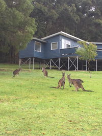 Book Denmark Accommodation Vacations Accommodation Brisbane Accommodation Brisbane