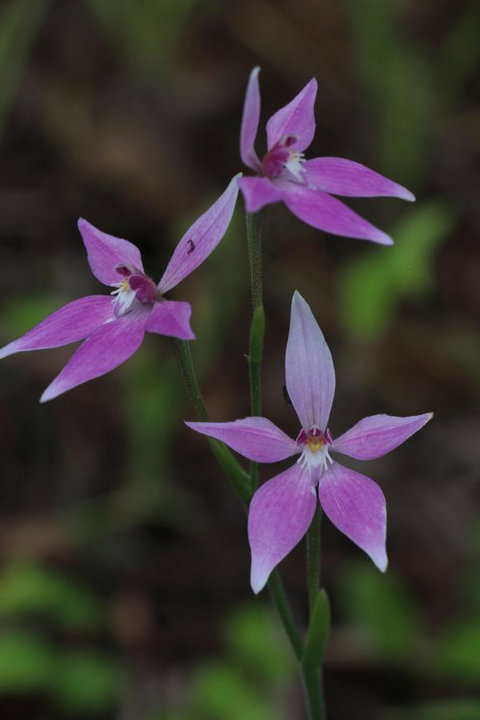 Sapphire Chalets, Augusta - Accommodation Brisbane 17