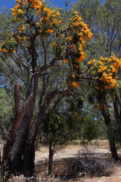 Sapphire Chalets, Augusta - Accommodation Brisbane 12