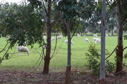 Sapphire Chalets, Augusta - Accommodation Brisbane 10