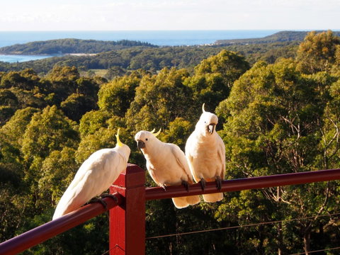 Bundle Hill Cottages - Accommodation Brisbane 2