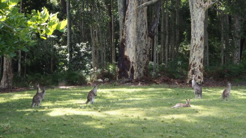 Bundle Hill Cottages - Accommodation Brisbane 15