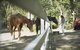 The Woods Farm Jervis Bay - thumb 13