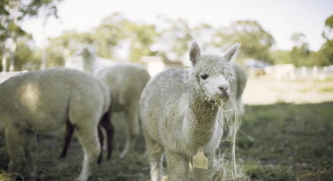 The Woods Farm Jervis Bay - Accommodation Brisbane 12