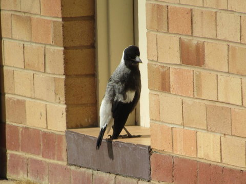 Allonville Gardens Motel - Accommodation Brisbane 34