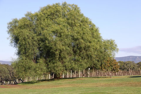 Adina Vineyard - Accommodation Brisbane 17