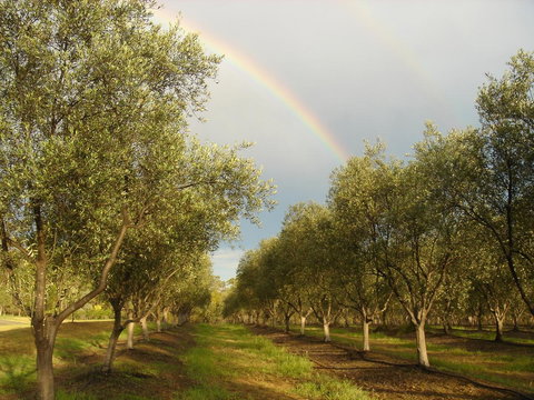 Adina Vineyard - Accommodation Brisbane 19