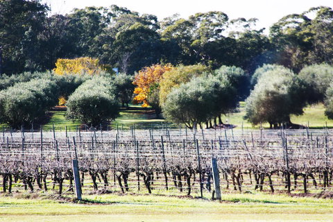 Adina Vineyard - Accommodation Brisbane 15