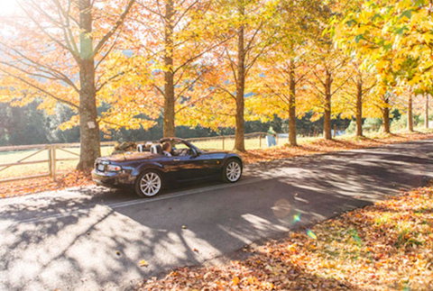 Red Waratah - Accommodation Brisbane 16