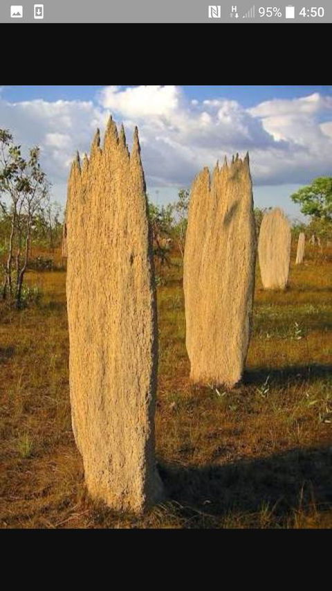 'Tropical Oasis - Darwin NT - Accommodation Brisbane 33