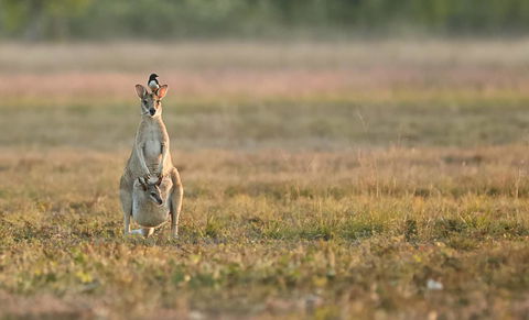 Wildman Wilderness Lodge - Accommodation Brisbane 25