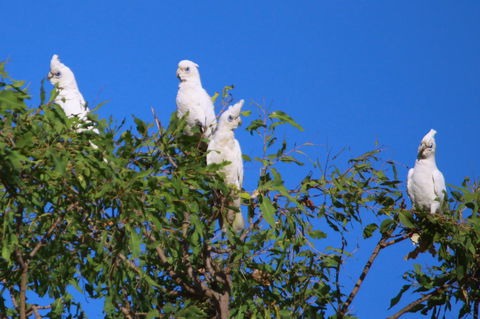 Aurora Kakadu Lodge - Accommodation Brisbane 9