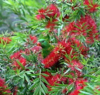 Bottlebrush B  B