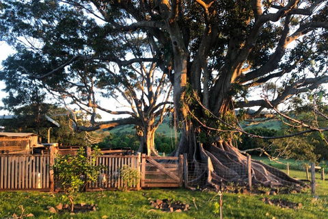 BYRON BAY'S HISTORIC BARNSTAY! - Accommodation Brisbane 2