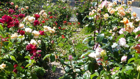 Cabernet Cottage - Accommodation Brisbane 3