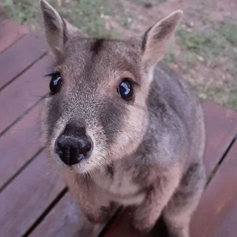 Camp Kanga - Accommodation Brisbane 3