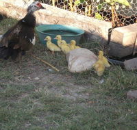 Corella Creek Country Farm Stay - Accommodation Brisbane