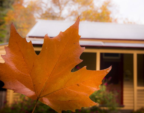 Creek Cottage - Accommodation Brisbane 3
