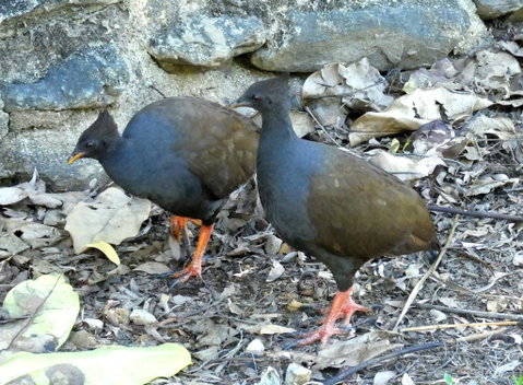 Daintree Holiday Homes - The Folly - Accommodation Brisbane 3