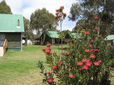 Derwent Bridge Chalets & Studios - Accommodation Brisbane 1