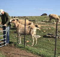 Gilgraves Vineyard Farmstay - Accommodation Brisbane