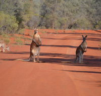 Gundabooka National Park Cottages - Accommodation Brisbane