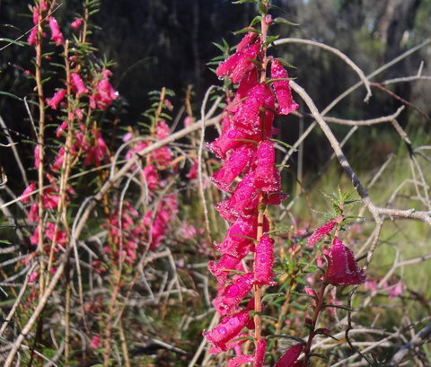 Hawksview At Mafeking - Accommodation Brisbane 2