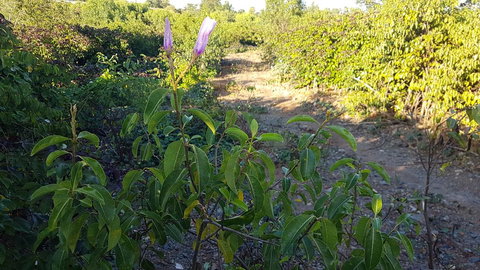 Kernow - Accommodation Brisbane 1