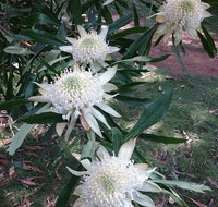 Lyrebird Gully Retreat - Accommodation Brisbane