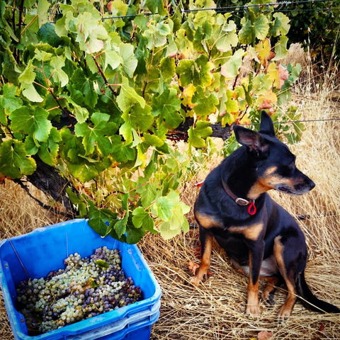 Hotham Ridge Estate - Accommodation Brisbane 33