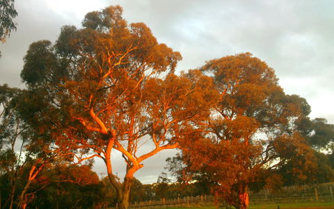Hotham Ridge Estate - Accommodation Brisbane 35