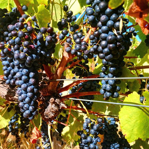 Hotham Ridge Estate - Accommodation Brisbane 32