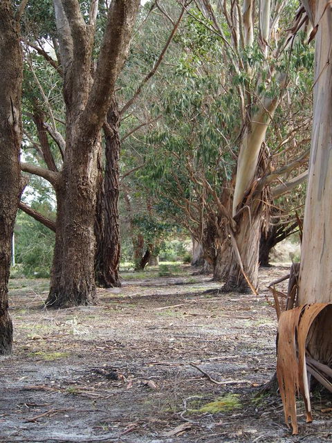 Riverside Retreat Chalets, Walpole - Accommodation Brisbane 16