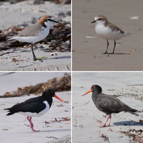 Riverside Retreat Chalets, Walpole - Accommodation Brisbane 25