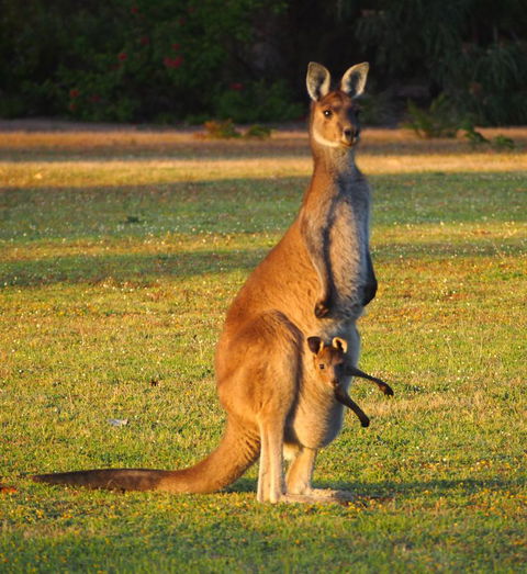 Riverside Retreat Chalets, Walpole - Accommodation Brisbane 21