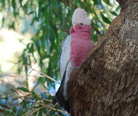 Midgard Cottage - Great Location & Close To Airport - Accommodation Brisbane 35