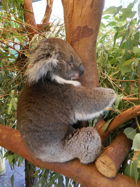 Midgard Cottage - Great Location & Close To Airport - Accommodation Brisbane 36