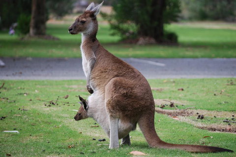 Midgard Cottage - Great Location & Close To Airport - Accommodation Brisbane 40