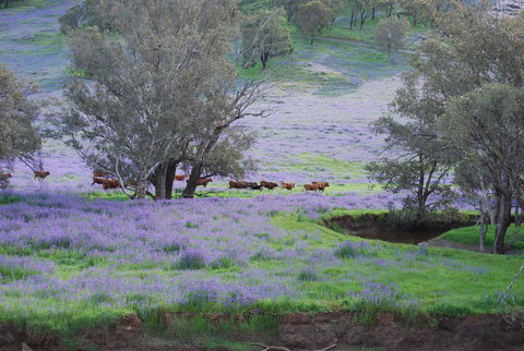 Midgard Cottage - Great Location & Close To Airport - Accommodation Brisbane 38