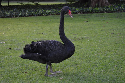 Midgard Cottage - Great Location & Close To Airport - Accommodation Brisbane 41