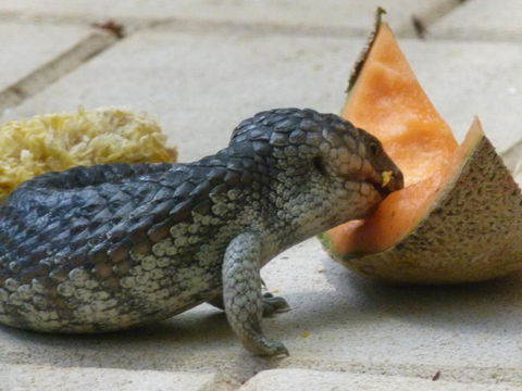 Seatrees Accommodation - Accommodation Brisbane 36