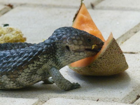 Seatrees Accommodation - Accommodation Brisbane 35