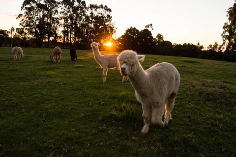 Celestine Retreat - Accommodation Brisbane 2
