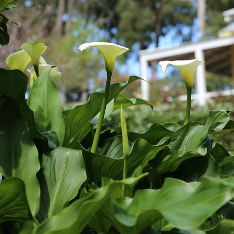 Two Sisters Chalets - Accommodation Brisbane 32