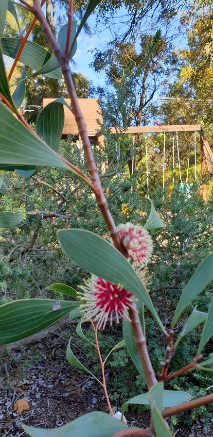 Di's Cabin In Dwellingup - Accommodation Brisbane 4