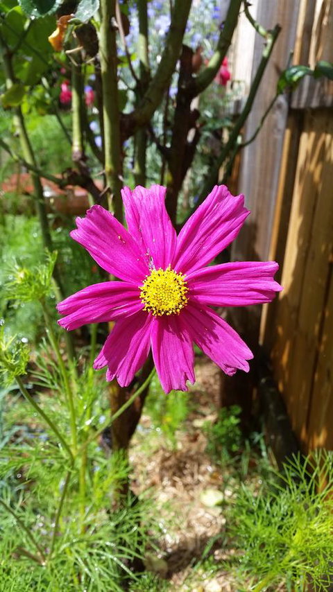 Driftwood-Cottage - Accommodation Brisbane 27