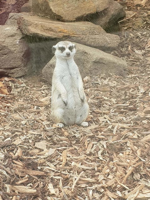 Driftwood-Cottage - Accommodation Brisbane 44