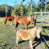 Paskins Farm