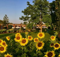 Quirindi Sunflower Motor Inn - Accommodation Brisbane
